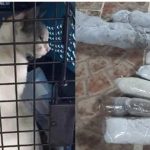 Un gato es detenido, le colgaron paquetes de droga para ingresarla a un penal.