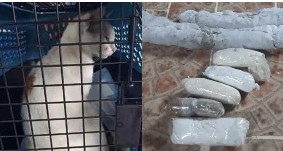 Un gato es detenido, le colgaron paquetes de droga para ingresarla a un penal.