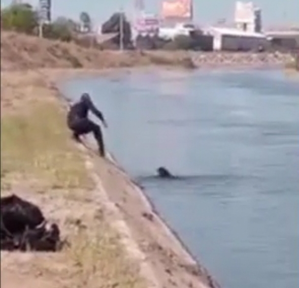 VIDEO Policía de Culiacán rescata a un perro de morir ahogado en un canal de agua