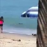 VÍDEO: Aparece tiburón en playa de Puerto Vallarta