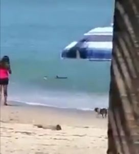 Lee más sobre el artículo VÍDEO: Aparece tiburón en playa de Puerto Vallarta