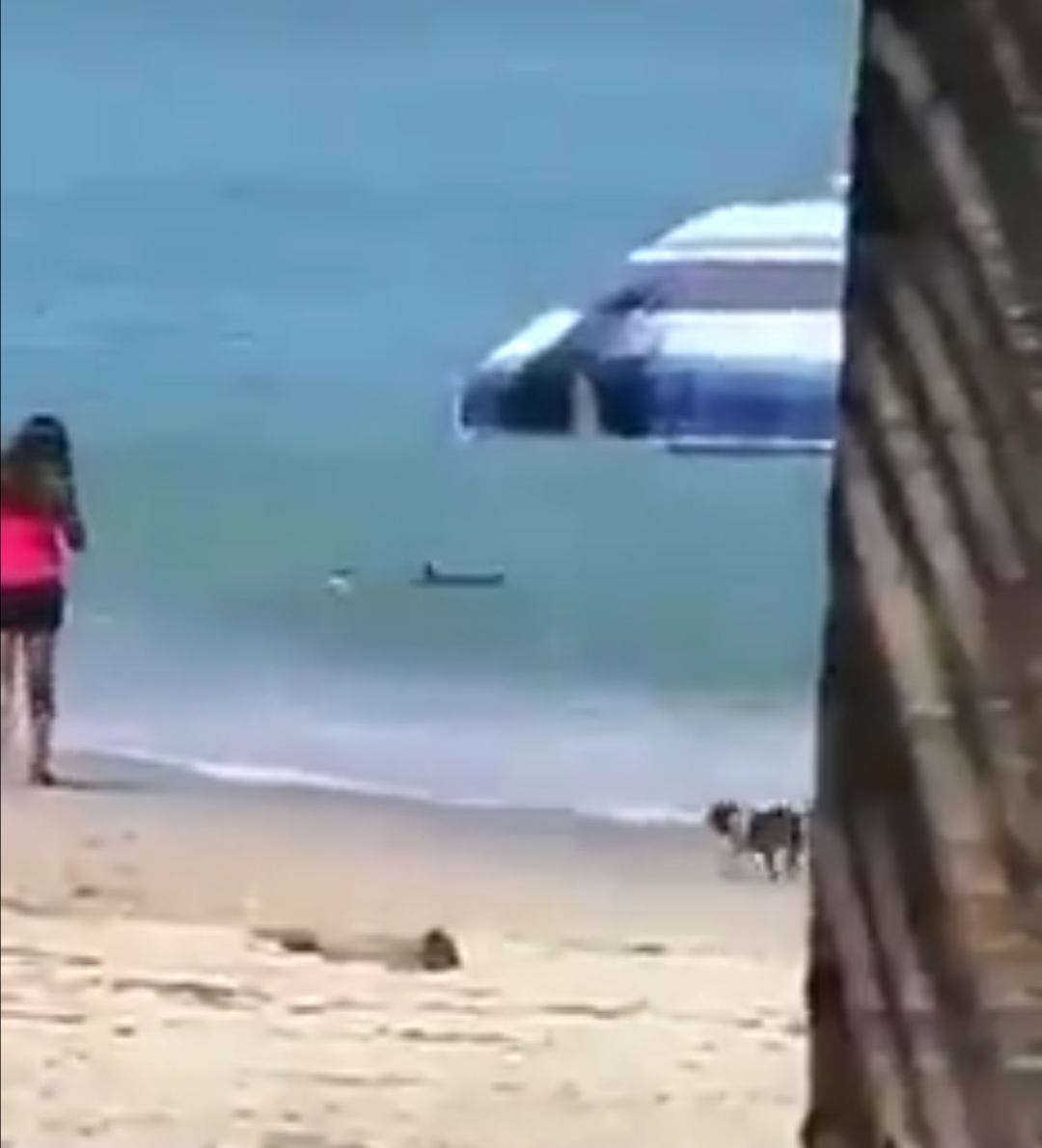 Lee más sobre el artículo VÍDEO: Aparece tiburón en playa de Puerto Vallarta