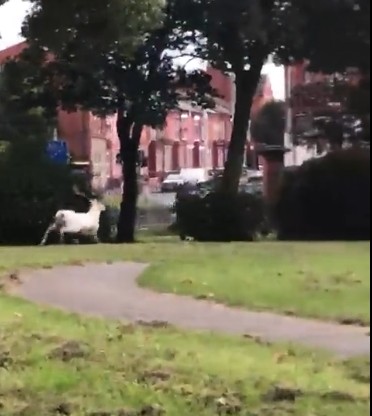 Estúpida humanidad: Policía mata a raro ciervo blanco que merodeaba en Merseyside, Inglaterra.