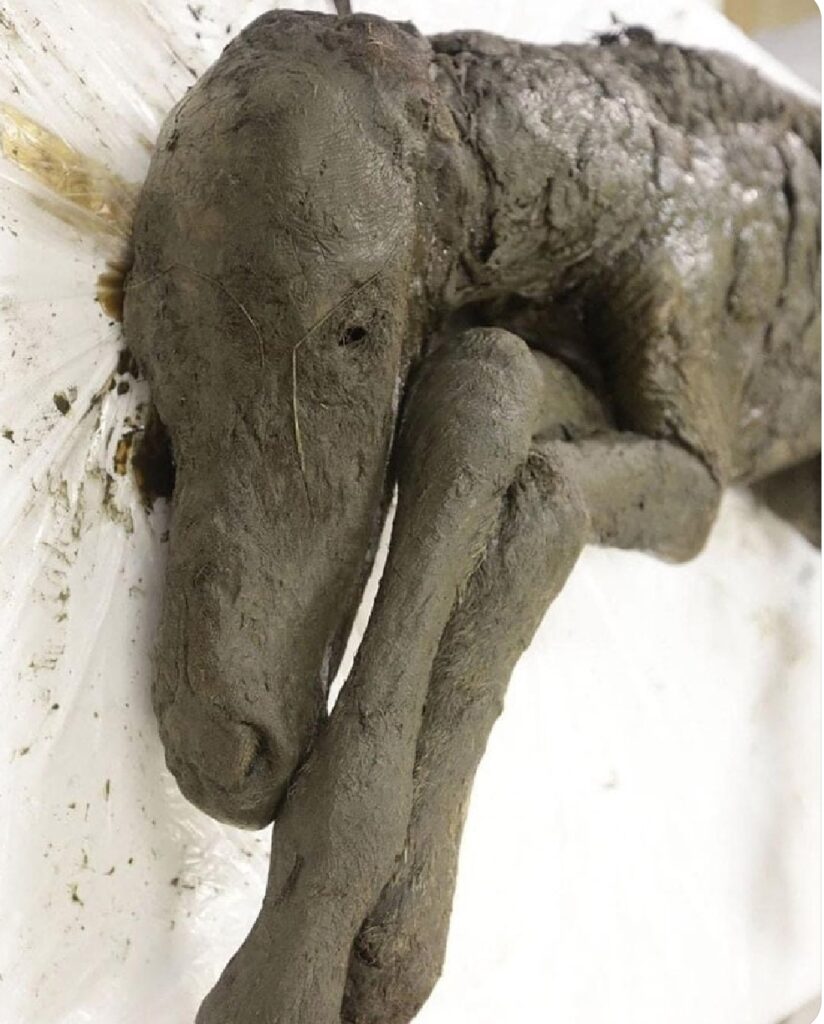 Descubren en Siberia los restos intactos de una cría de caballo extinto hace 40.000 años