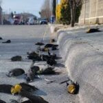 Decenas de aves caen  muertas en el pavimento en Chihuahua (video)