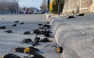 Lee más sobre el artículo Decenas de aves caen  muertas en el pavimento en Chihuahua (video)