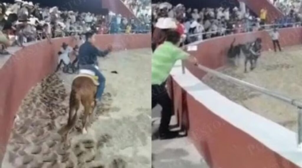 Muere joven de 19 años de edad tras ser corneado por un toro en Yucatán