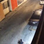 Perros frustran asalto en casa de Saltillo, Coahuila; ladrón se cae por la azotea