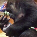 Mamá gorila que no podía concebir llenó de besos y abrazos a su bebé al dar a luz. Lo sujetó con amor