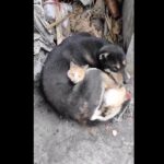 VIDEO: La conmovedora imagen de un gato y un perro abrazados tras el terremoto en Turquía
