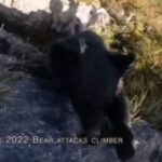 VIDEO Hombre lucha contra un enorme oso por su vida y vive para contarlo.