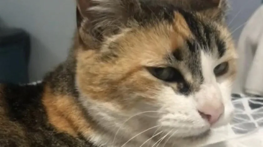 VIDEO Gato ataca a su dueña al escucharla cantar.