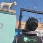 Multa de 6 mil por tener perros en azoteas en San Luis Potosí