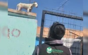 Lee más sobre el artículo Multa de 6 mil por tener perros en azoteas en San Luis Potosí