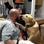 VIRAL: este perro estuvo al lado de su dueño todo el tiempo en el hospital